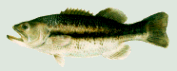 Small Bass